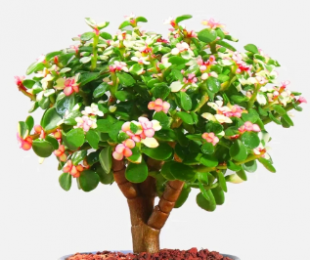 金枝玉葉的養(yǎng)殖方法和注意事項